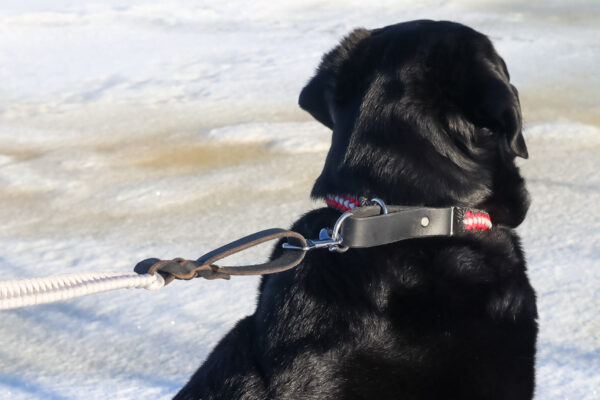 Hundhalsband Halvstryp Amber - Bild 3